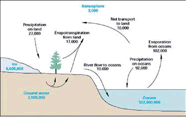 teosinte y maíz moderno