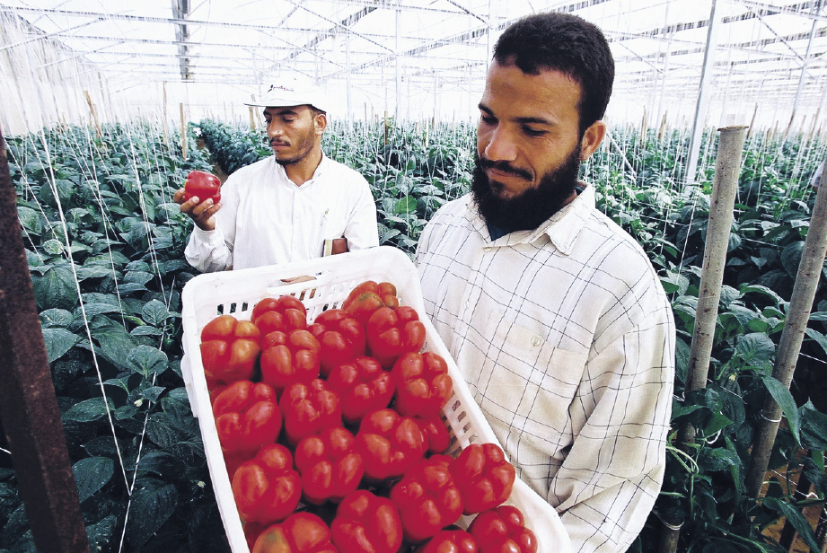 I1-egypt_produce_usaid.jpg